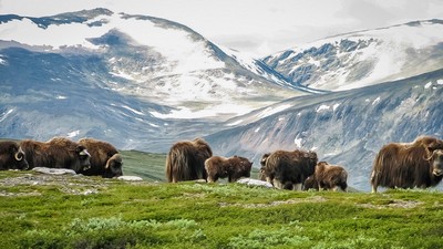 Vandringer og moskus p Dovrefjell